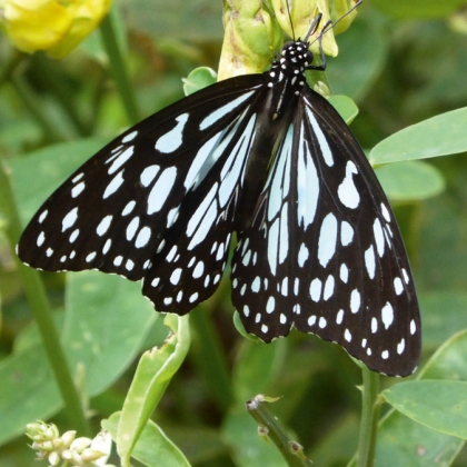 Teba_Insektenschutz_Schmetterling